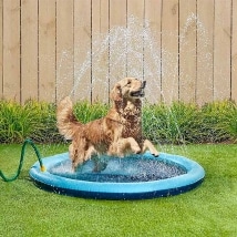 Sprinkler Splash Pet Pool
